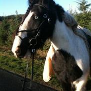 Irish Cob Kirby