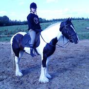 Irish Cob Kirby