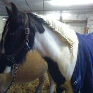 Irish Cob Kirby