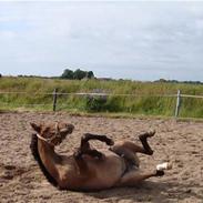 Anden særlig race Enya