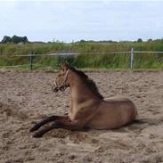 Anden særlig race Enya