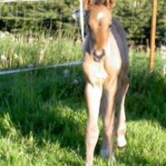 Anden særlig race Enya