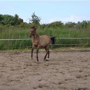 Anden særlig race Enya