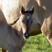 Anden særlig race Enya