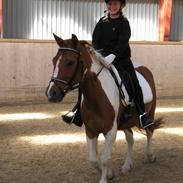 Anden særlig race Prinsesse (solgt) :'(