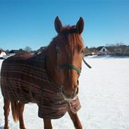 Anden særlig race Loba