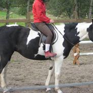 Anden særlig race Manjah - Solgt