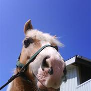 Haflinger Jasper Wandein 