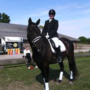 Dansk Varmblod Black Beauty (tidligere hest)