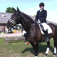 Dansk Varmblod Black Beauty (tidligere hest)