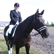 Dansk Varmblod Black Beauty (tidligere hest)