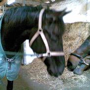 Dansk Varmblod Black Beauty (tidligere hest)