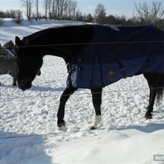 Dansk Varmblod Ofelia