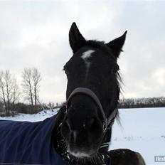 Dansk Varmblod Ofelia