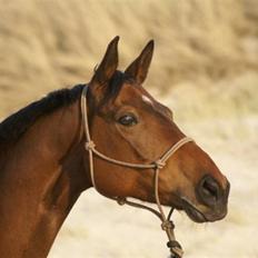 Trakehner Tavella SOLGT