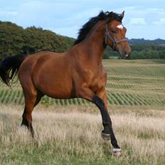 Dansk Varmblod Elkjærsmindes Fellow