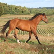 Dansk Varmblod Elkjærsmindes Fellow