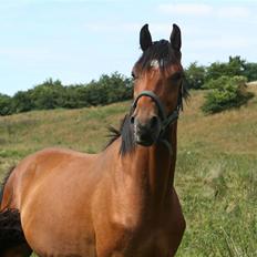 Dansk Varmblod Elkjærsmindes Fellow