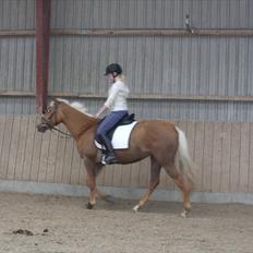 Palomino  | Tania Bambini - SOLGT