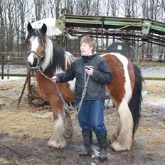 Irish Cob caramella