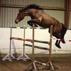 Dansk Varmblod Auburn sp