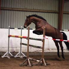 Dansk Varmblod Auburn sp