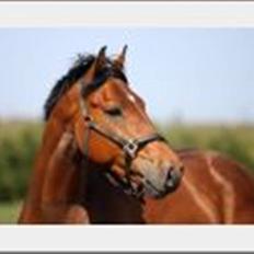 Dansk Varmblod Auburn sp