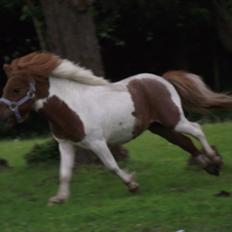 Miniature *Prins mini bob * <3 d;