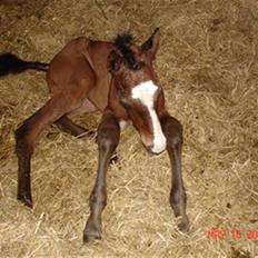 Dansk Varmblod Svanegaardens Zachdroneur