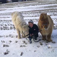 Shetlænder alberto(=*berto*<33