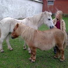 Shetlænder alberto(=*berto*<33