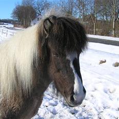 Islænder Rindur fra macusminde