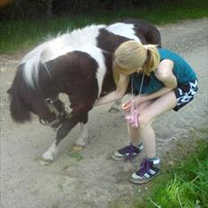 Shetlænder Bandit