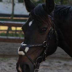 Anden særlig race Holtegårdens Splif