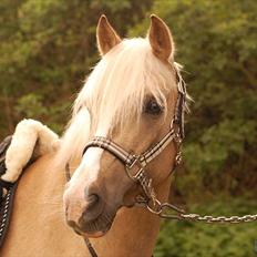 Palomino - Silver (B-PONY) [Tidl. hest]