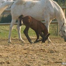 Anglo Araber (AA) Butterhill's Barbiegirl