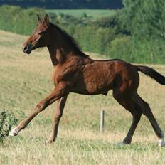 Dansk Varmblod Heartlight Sortebjerg