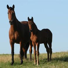 Dansk Varmblod Heartlight Sortebjerg