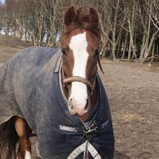 DSP Sejerø's Jackie TIDL PONY