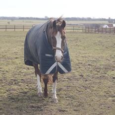 DSP Sejerø's Jackie TIDL PONY