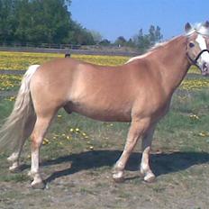 Haflinger Jasper Wandein 