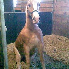 Haflinger Jasper Wandein 