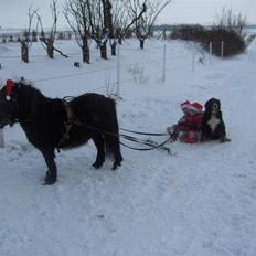 Anden særlig race Scoot