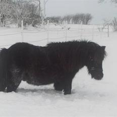 Anden særlig race Scoot