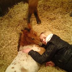 Anden særlig race Golden Simba Spot