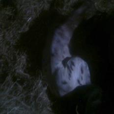 Anden særlig race Golden Simba Spot