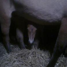 Anden særlig race Golden Simba Spot