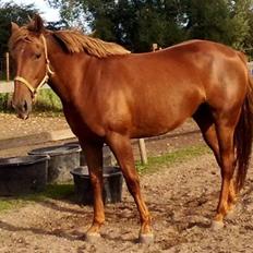 Anden særlig race gallatea R.I.P.