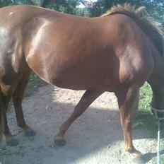 Anden særlig race gallatea R.I.P.