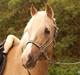 Palomino - Silver (B-PONY) [Tidl. hest]